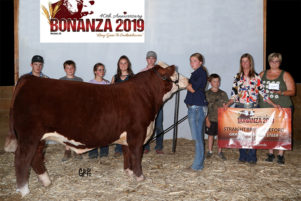 Hereford cow